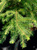 Ель обыкновенная (Picea abies) 90л 280-300см #2