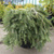 Ель обыкновенная Форманек (Picea abies Formanek) 5л 30-40 см #1