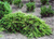 Ель обыкновенная Форманек (Picea abies Formanek) 5л 30-40 см #2