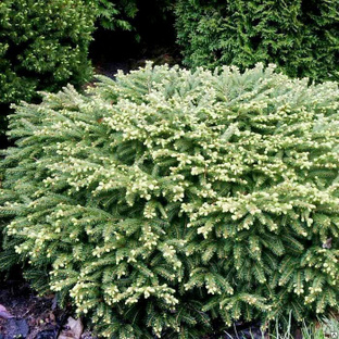 Ель обыкновенная Нидиформис (Picea Abies Nidiformis) С3 20-25 