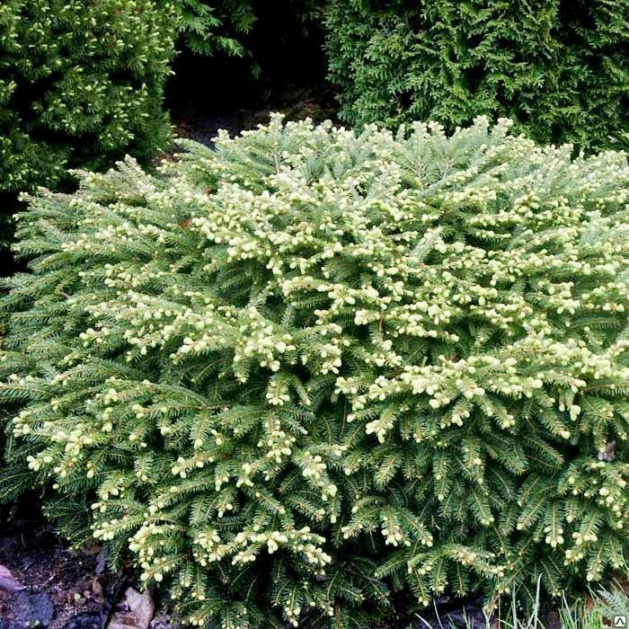 Ель обыкновенная Нидиформис (Picea Abies Nidiformis) 5 л 30-40 см