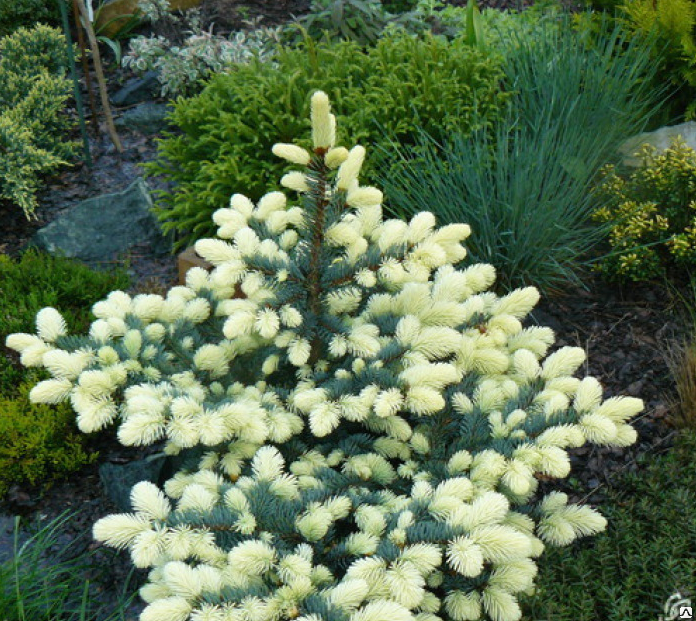 Ель колючая Биалобок (Picea pungens Bialobok) 15л 60-80 см