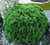 Туя западная Даника (Thuja occidentalis Danica), шаровидная 30-40л 70-80 см #1