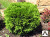 Туя западная Даника (Thuja occidentalis Danica), шаровидная 30-40л 70-80 см #2