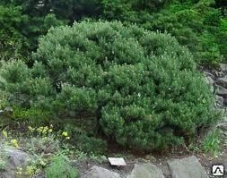 Сосна горная Пумилио (Pinus var. Pumilio) 7,5-10л 20 -25 см D30 