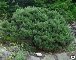 Сосна горная Пумилио (Pinus var. Pumilio) 5л D 30- 40см