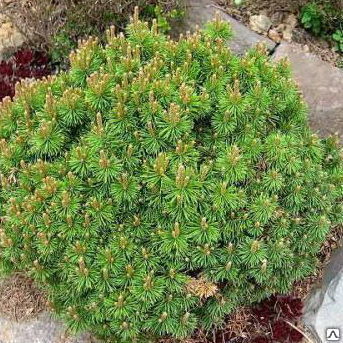 Сосна горная "МиниМопс" (Pinus mugo 'Minimops') 40 л 50 -60см
