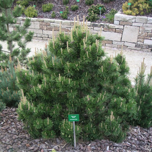 Сосна горная Гном (Pinus mugo Gnom) 5л 25-30 см #1