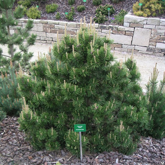 Сосна горная Гном (Pinus mugo Gnom) 5л 25-30 см