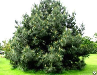 Сосна Веймутова (Pinus strobus) 15л 140-160 см