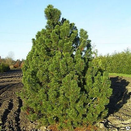 Сосна горная Гном (Pinus mugo Gnom) 5л 25-30 см 2