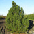 Сосна горная Гном (Pinus mugo Gnom) 5л 25-30 см #2