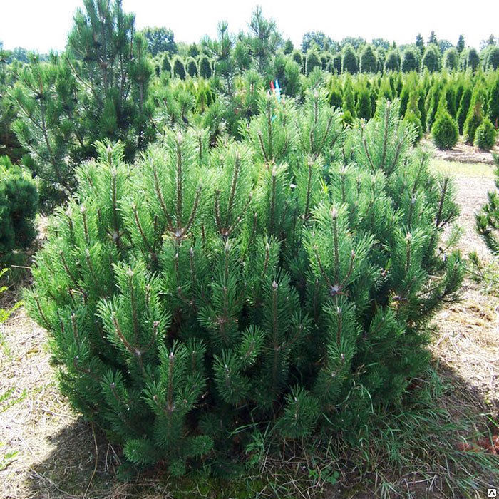Сосна горная Мугус (Pinus mugo mugus), h и d кроны 180-200см крупномер 1