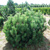 Сосна горная Мугус ( Pinus mugo mugus ) 50л 80-100 см #2