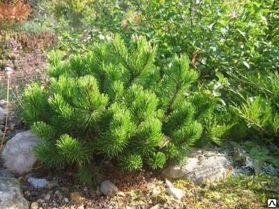 Сосна горная Мугус (Pinus mugo mugus) 5 л 2
