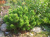 Сосна горная Мугус ( Pinus mugo mugus ) 50л 80-100 см #3