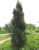 Сосна черная Пирамидалис (Pinus nigra Pyramidalis) 5 л 40-60 см #2