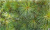 Сосна кедровая европейская (кедр европейский) (Pinus cembra)7.5л 50-70 см #2