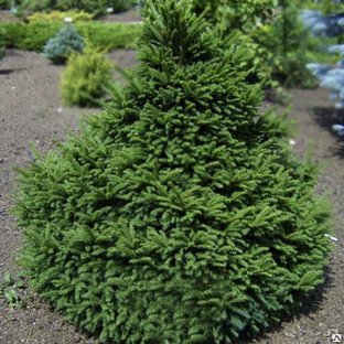 Ель обыкновенная "Барри" (Picea abies Barry), 40-50 см, С8 