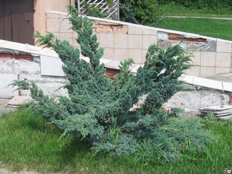 Можжевельник чешуйчатый Мейери (Juniperus Meyeri) 20л 100-120 d50-60см