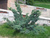 Можжевельник чешуйчатый Мейери (Juniperus squamata Meyeri) 5-10л 40-60см #1
