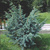 Можжевельник чешуйчатый Мейери (Juniperus squamata Meyeri) 5-10л 40-60см #2