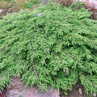 Можжевельник обыкновенный Грин Карпет (Juniperus Green Carpet) 25л 80-100см #1