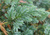 Можжевельник чешуйчатый Мейери (Juniperus Meyeri) 20л 100-120 d50-60см #3