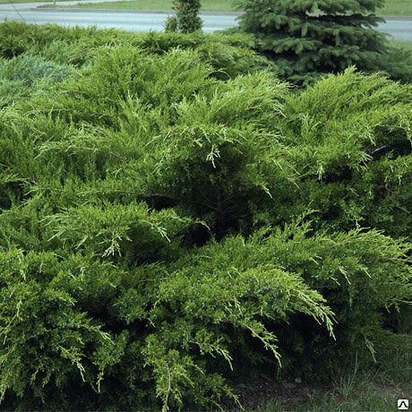 Можжевельник средний Минт Джулеп (Juniperus Mint Julep) 18л 80-100см