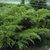 Можжевельник средний Минт Джулеп (Juniperus Mint Julep) 20-40см 2-3л #1