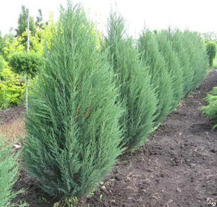 Можжевельник скальный Блю эрроу (Juniperus Blue Arrow) 15-20л, 120-140 см 