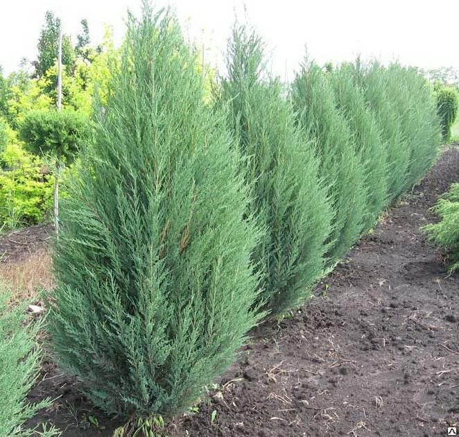 Можжевельник скальный Блю эрроу (Juniperus Blue Arrow) 20-30л, 180-200 см