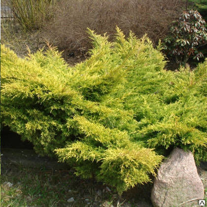 Можжевельник средний Олд Голд (Juniperus media Old Gold) 7,5-10л d60-80см