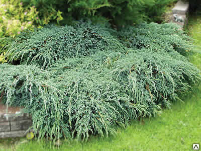 Можжевельник чешуйчатый Блю Карпет (Juniperus Blue Carpet) 10л 80-100см