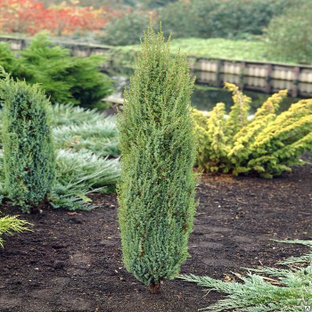 Можжевельник обыкнновенный Арнольд (Juniperus Arnold) 10-15л 60-80 см 