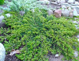 Можжевельник обыкновенный Репанда (Juniperus communis Repanda) 20л 50-70см #1