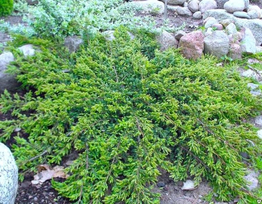 Можжевельник обыкновенный Репанда (Juniperus communis Repanda) 2-3л 20-30см