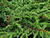 Можжевельник обыкновенный Репанда (Juniperus communis Repanda) 20л 50-70см #2
