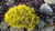 Сосна горная Винтер Голд (Pinus mugo Winter Gold) 15л 40-50 см #2