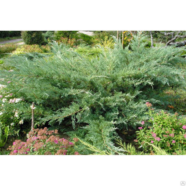 Можжевельник виргинский Хетц Вариегата (Juniperus virginiana Hetz Variegata) 5л 40см