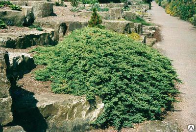 Можжевельник лежачий Нана (Juniperus procumbens nana) 10л 40-60 см