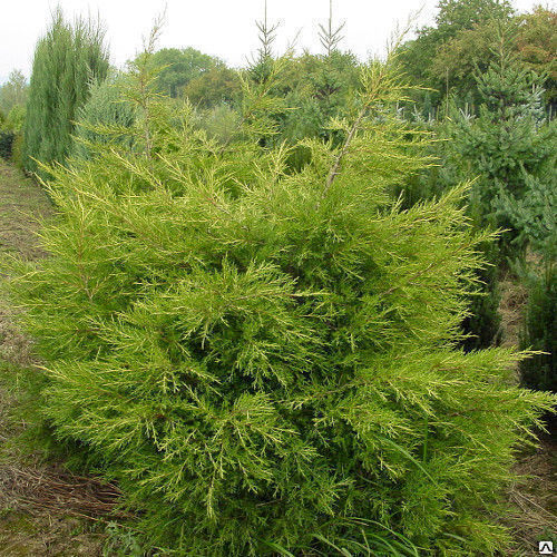 Можжевельник китайский Куривао Голд (Juniperus Kuriwao Gold) 15-20л d50см