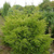Можжевельник китайский Куривао Голд (Juniperus Kuriwao Gold) 15-20л d50см #1