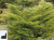 Можжевельник средний Минт Джулеп (Juniperus Mint Julep) 20-40см 2-3л #2