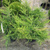 Можжевельник китайский Куривао Голд (Juniperus Kuriwao Gold) 15-20л d50см #3