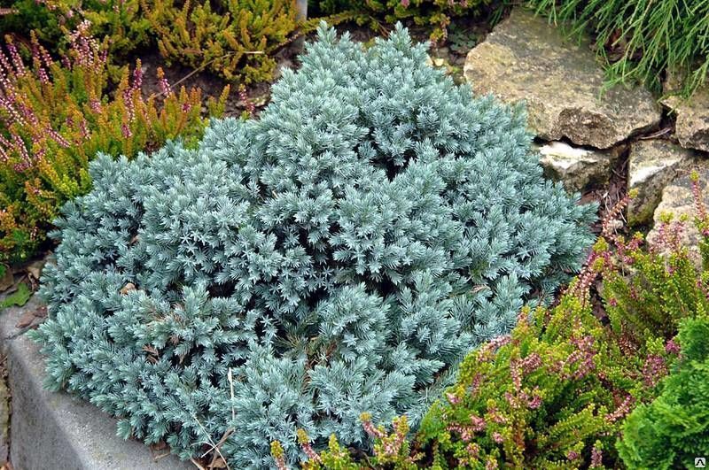 Можжевельник чешуйчатый Блю Стар (Juniperus squamata Blue Star) 15см 2-3л