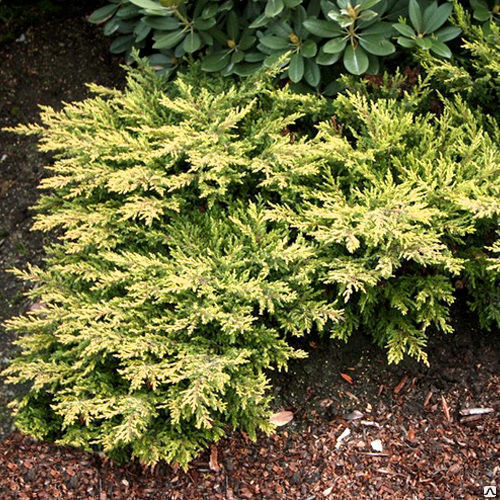 Можжевельник обыкновенн Голдшатц (Juniperus communis Goldschatz) 3л 30-40см