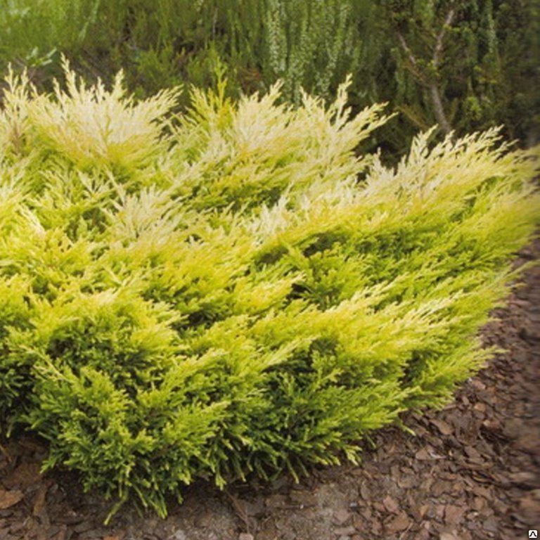 Можжевельник горизонтальный Лайм Глоу (Juniperus Limeglow) 5 л 15-20см
