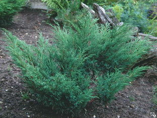 Можжевельник казацкий (Juniperus sabina) 5л 50-60 см 
