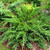 Можжевельник казацкий Тамарисцифолия (sabina Tamariscifolia) С3 20-40см #1